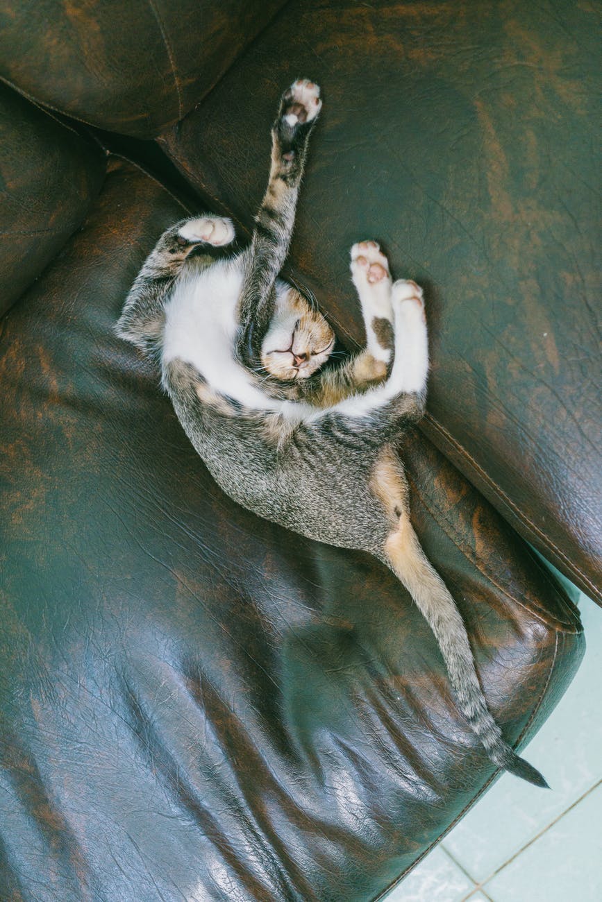 кошка спит