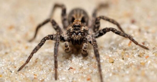 Паук-волк: Конец Света всегда начинается в Австралии Австралия,животные,интересное,паук-волк,природа