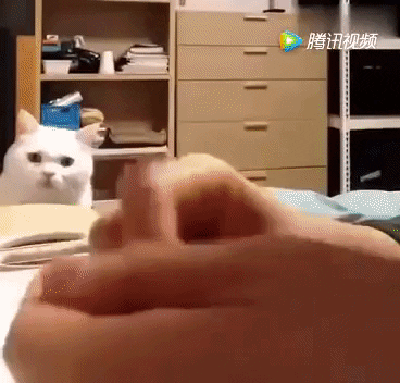 Без кота и жизнь не та