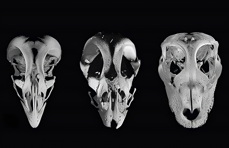 Слева — череп обычного цыплёнка, справа — череп аллигатора, а посередине — череп модифицированного цыплёнка. Выглядит как переходная форма! 