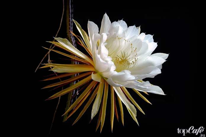 Селеницереус