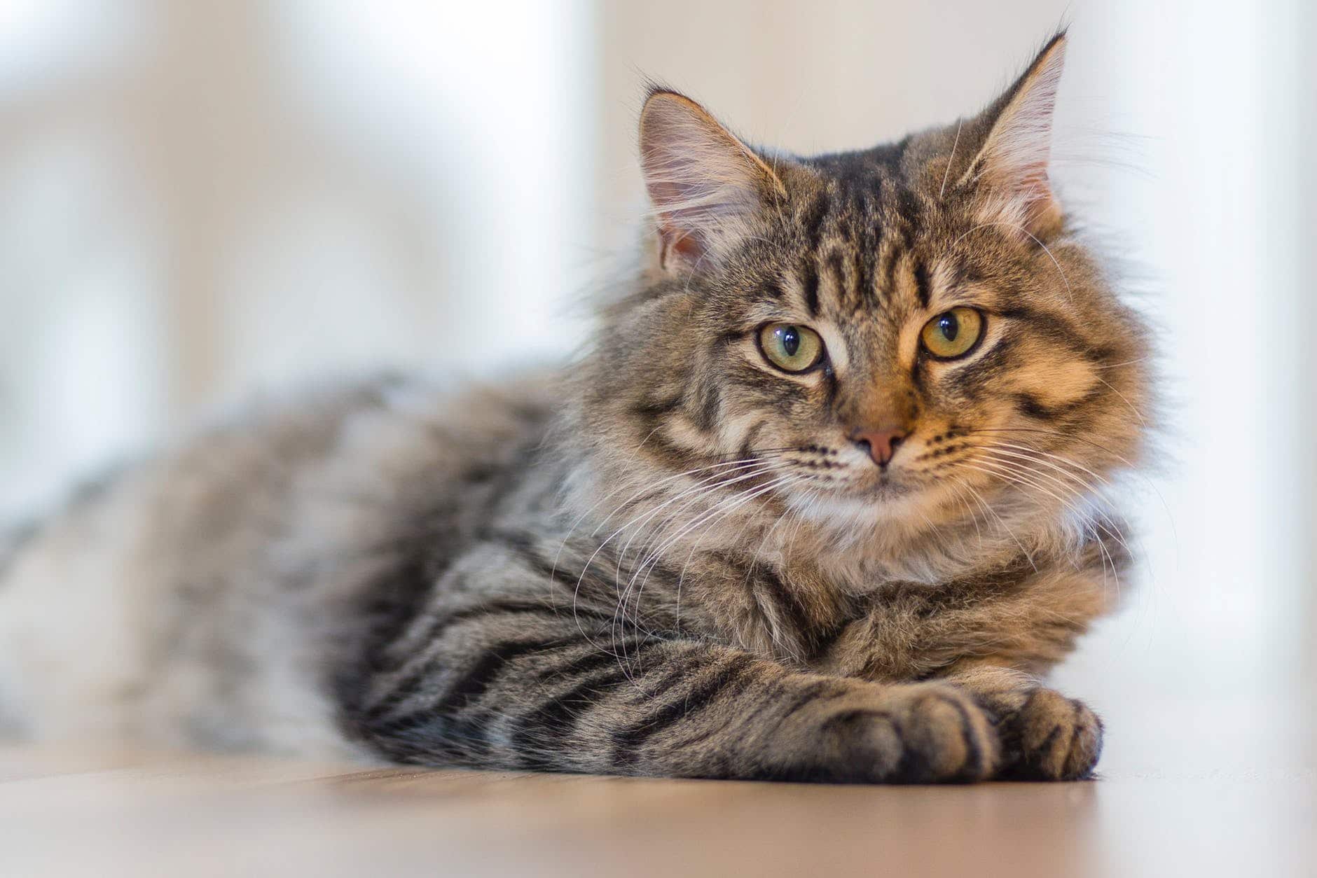 кот