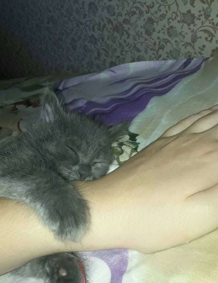 Марсик, которому повезло Марсик, которому повезло