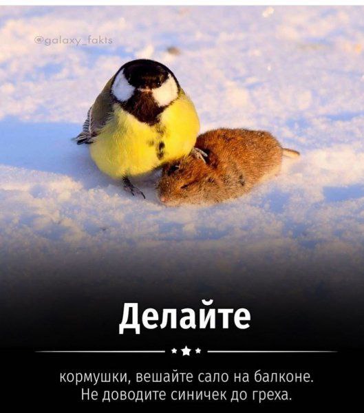 Убойные картинки с надписями 