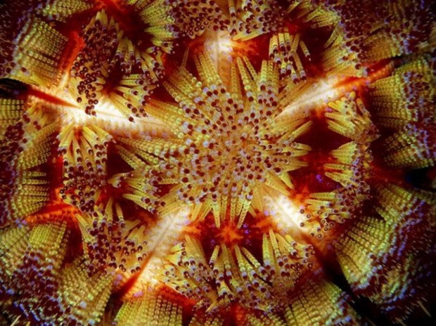 Иглоподушечный морской еж или  огненный еж  (Asthenosoma varium) (англ. Fire Urchin)