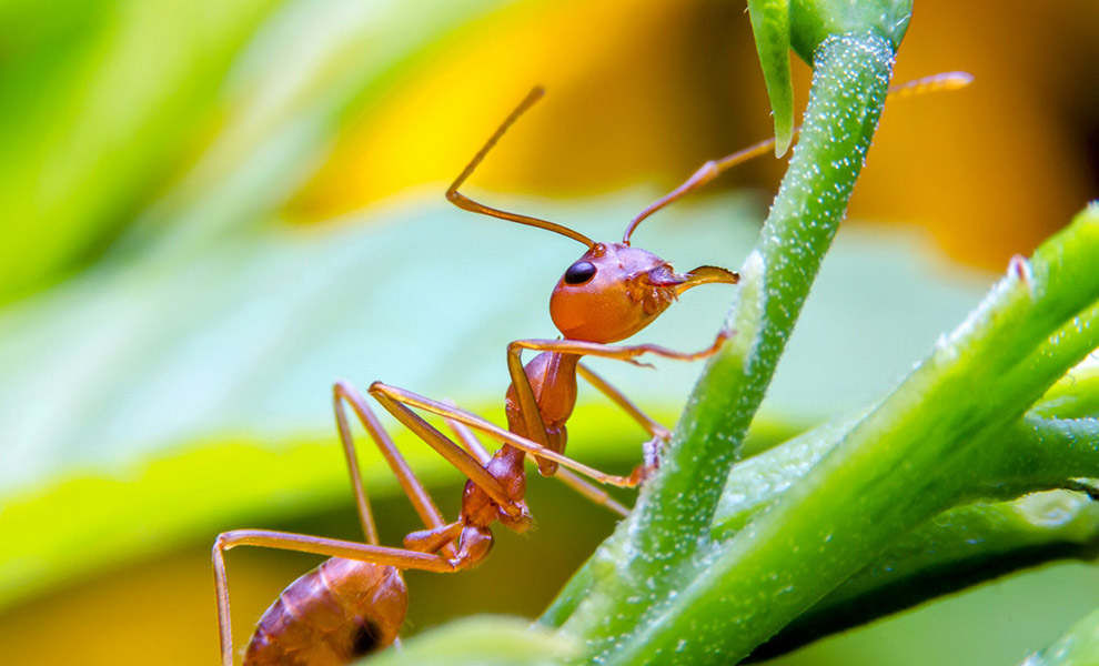 Муравей в одиночку тащит ящерицу в 100 раз больше себя. Видео когда, муравей, Натуралист, хобот, могут, поднимать, превышающий, массу, тела Люди, полагаются, мышцы, спины, поднимают, тяжести, Слоны, используют, челюсти Наверняка, муравьи, однако, вскоре