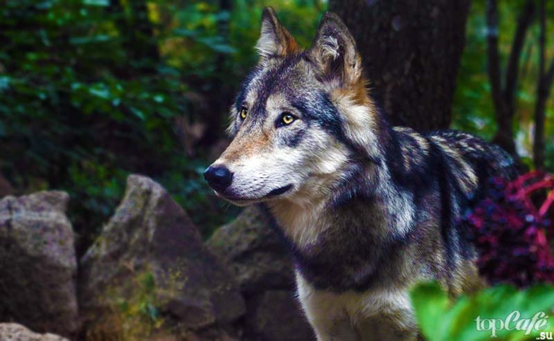 Серый волк. CC0