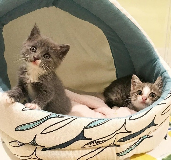 Котята в домике