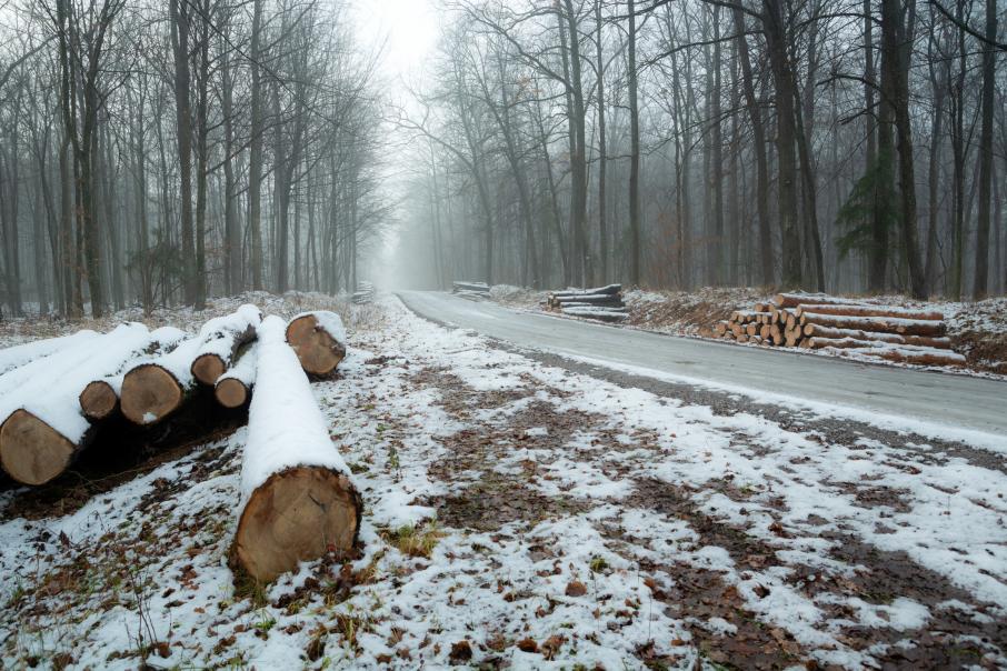 В Москве продолжили вырубку Троицкого леса