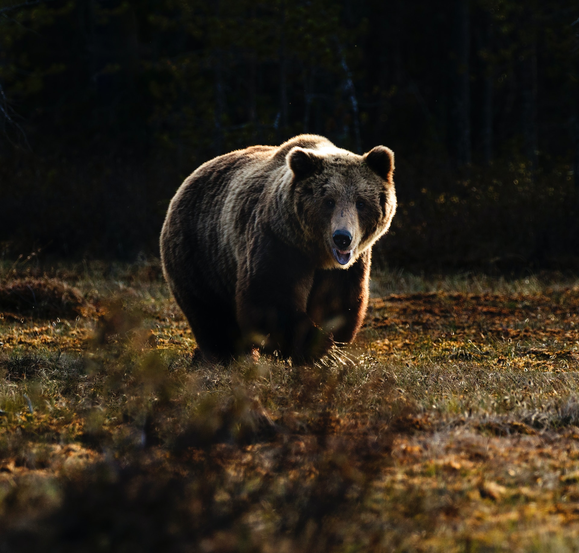 В России некоторые медведи только начали выходить из спячки