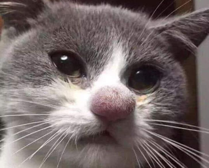 Фотография: 22 котика, в которых внезапно проснулся охотничий инстинкт, но они забыли как это делается №8 - BigPicture.ru