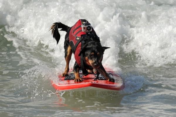 Ежегодный конкурс собак-серфингистов «Surf City Surf Dog»