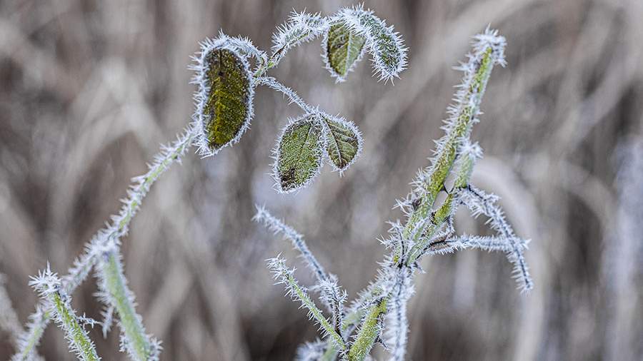 МЧС предупредило о заморозках до –2 градусов в Москве
