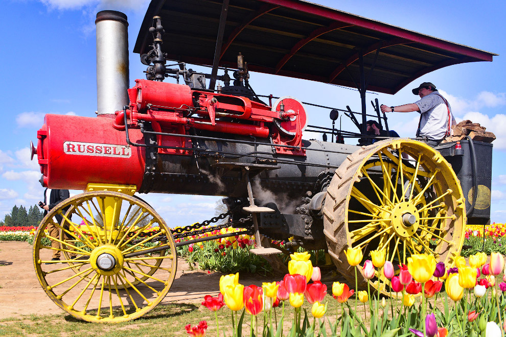Фестиваль тюльпанов в Орегоне Фестиваль тюльпанов в Орегоне природа