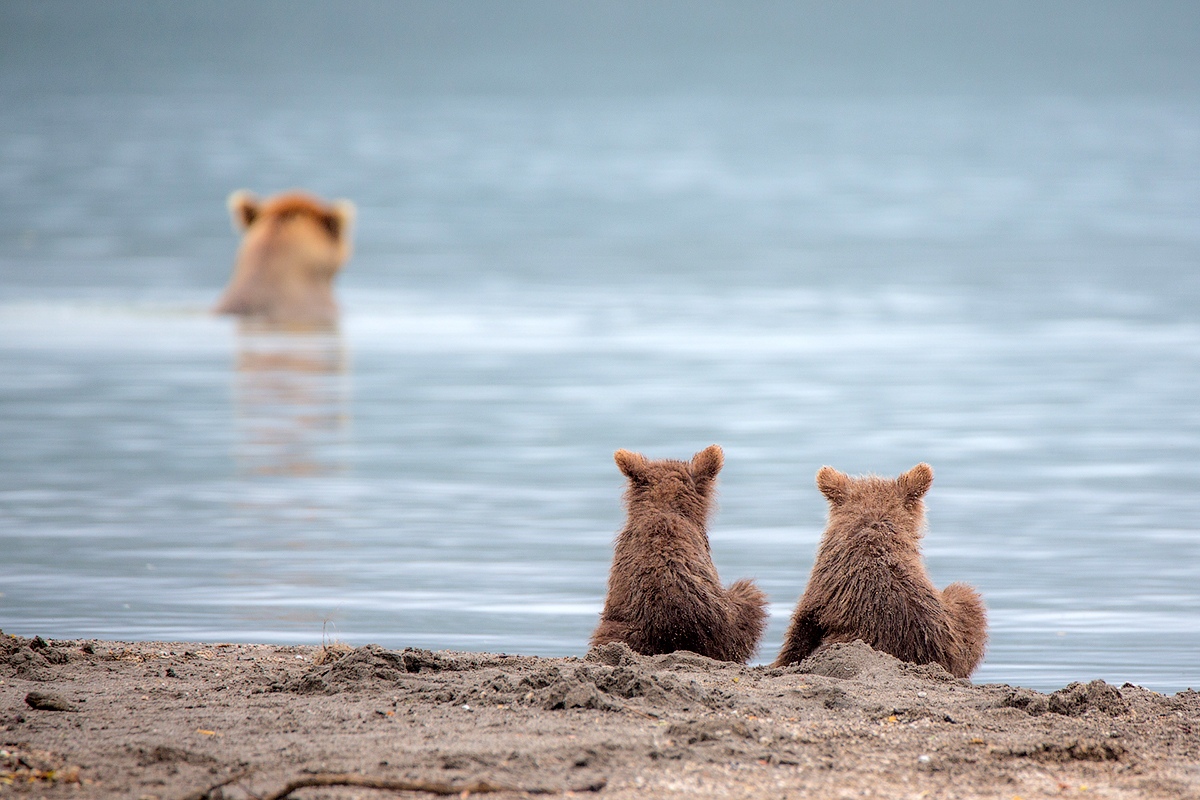 Шикарные и красочные фотографии про животных Шикарные и красочные фотографии про животных