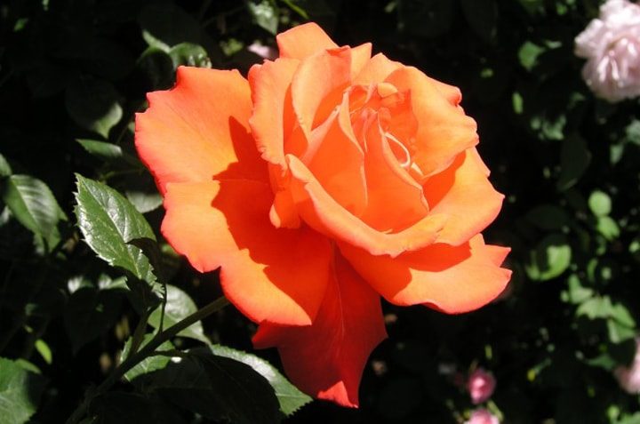 Как вырастить красивые розы на вашем участке полезные советы,уход за розами