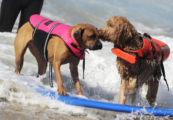 Ежегодный конкурс собак-серфингистов «Surf City Surf Dog»