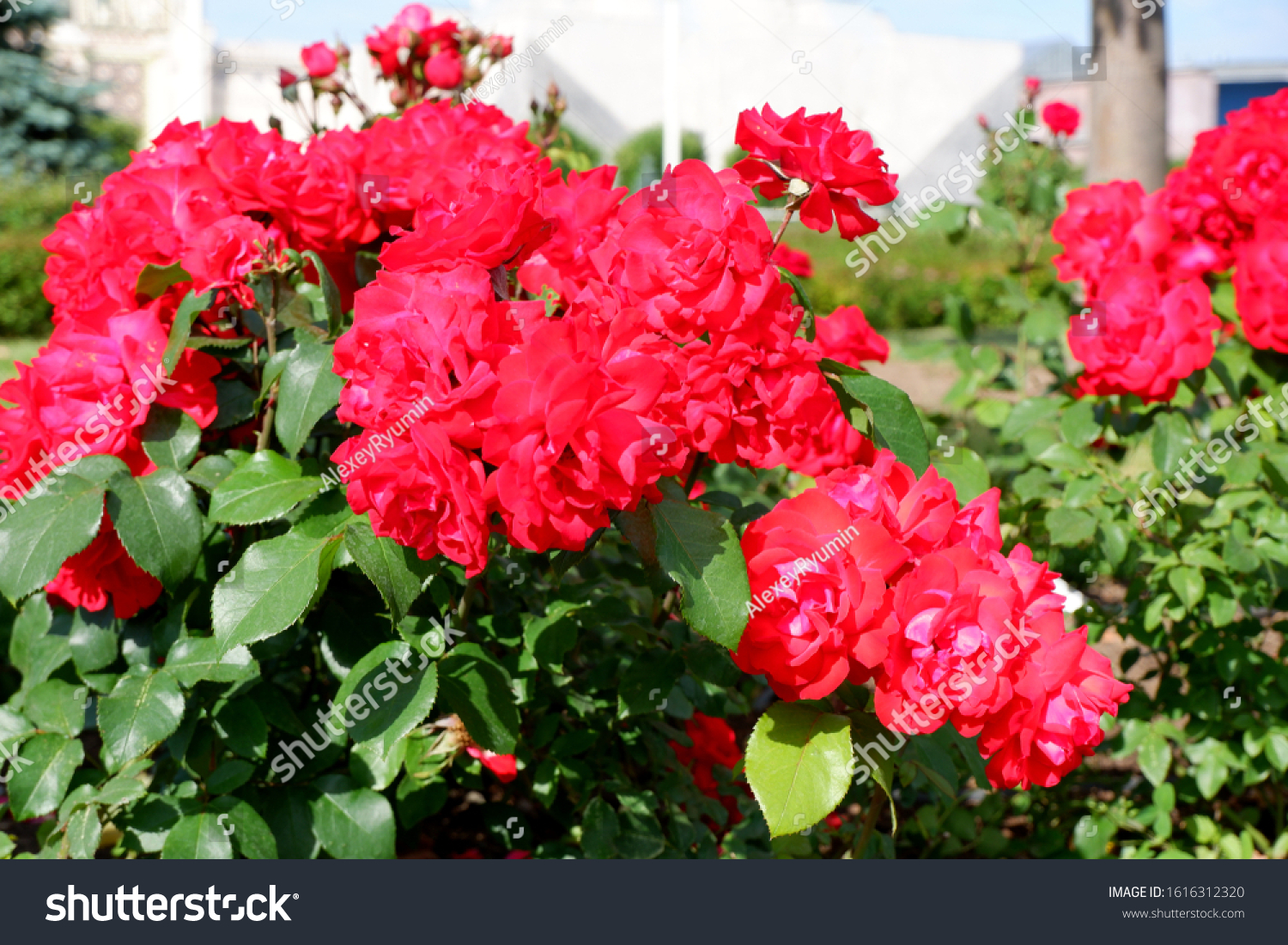 Several fresh red blooming roses on rose bush close up view