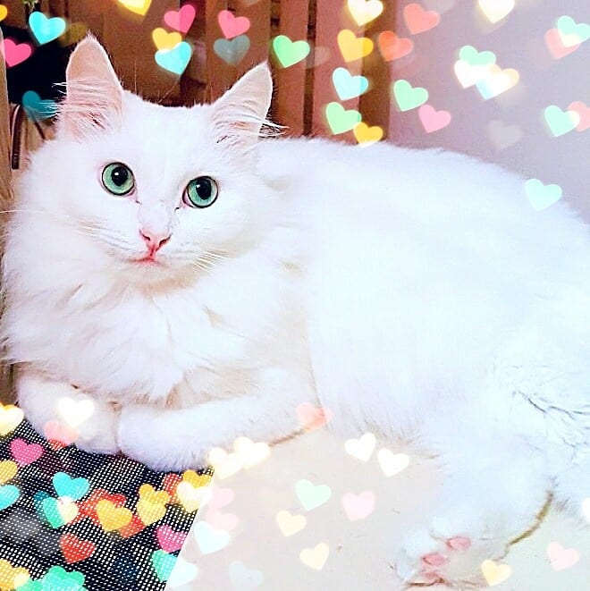 белая кошка