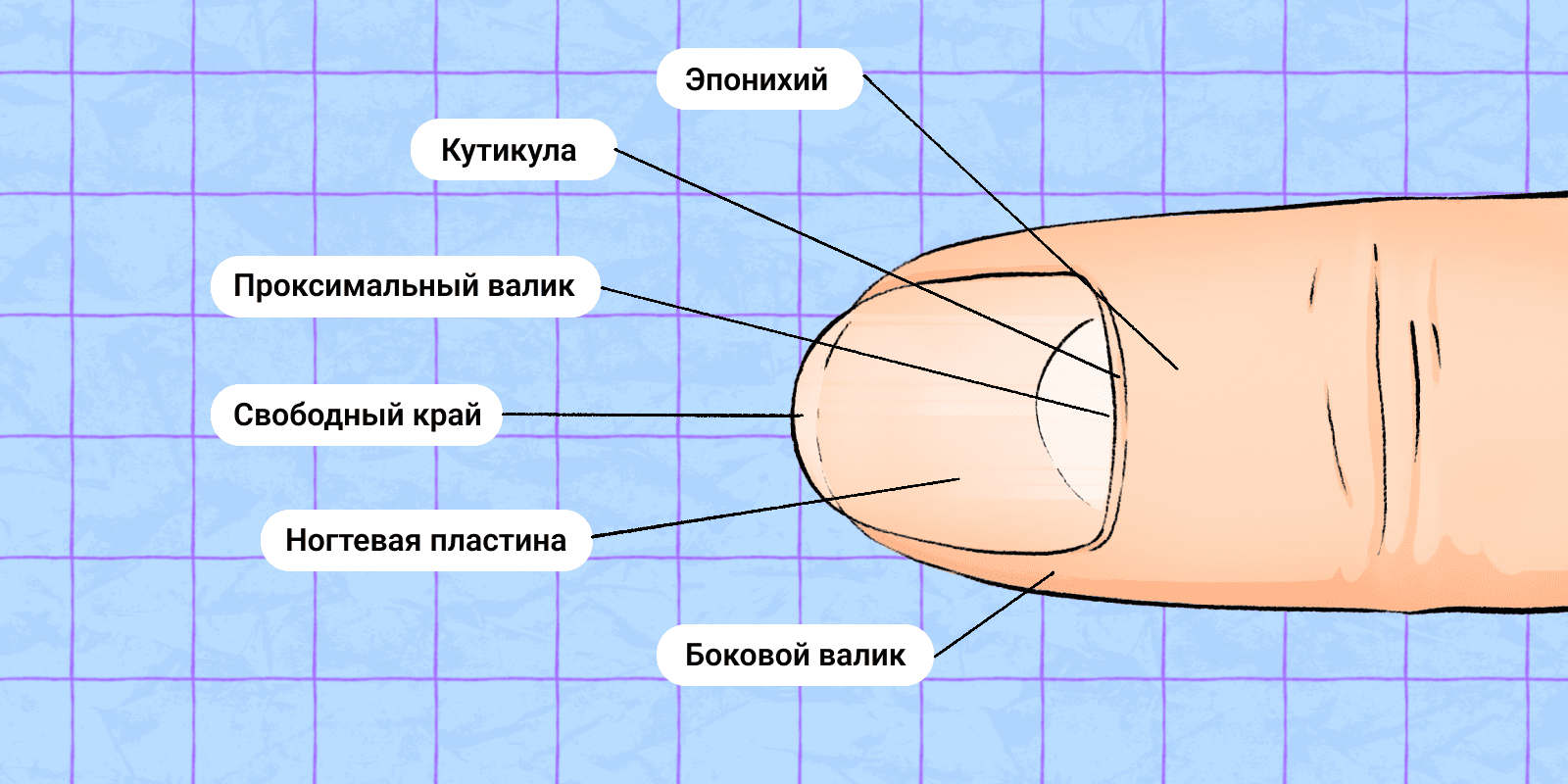 И всё-таки: нужно ли обрезать кутикулу на ногтях? чтобы, кутикула, стоит, очень, Поэтому, делать, можно, ногтя, инфекция, масло, масла, врачу, нужно, которые, через, случаях, обрезают, может, некоторых, кутикулу