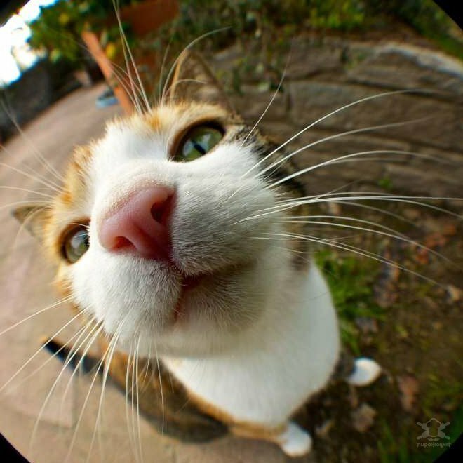 Забавные любопытные кошки, попавшие в объектив фотокамеры животные, коты, юмор