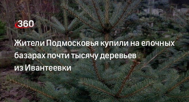 Жители Подмосковья купили на елочных базарах почти тысячу деревьев из Ивантеевки