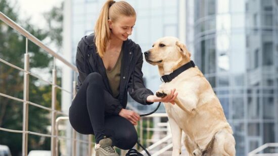 Легко дрессируются и обожают людей: 5 пород собак, которые подойдут хозяевам-новичкам