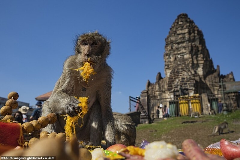 Фестиваль кормления обезьян — колоритная традиция Таиланда Лопбури, обезьян, фруктов, фестиваль, своей, макак, конца, 1980х, фестивале, обезьяны, кормления, овощей, городке, организаторов, особенно, считаются, голодных, зрителей, время, хвостатых