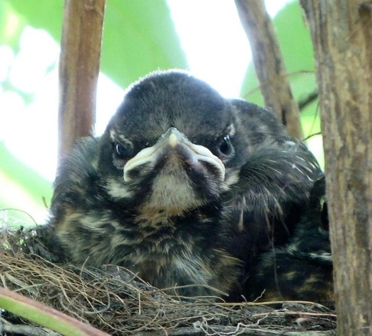 25 животных, которые пытались разозлиться, но заставили нас умилиться вместо этого 25 животных, которые пытались разозлиться, но заставили нас умилиться вместо этого