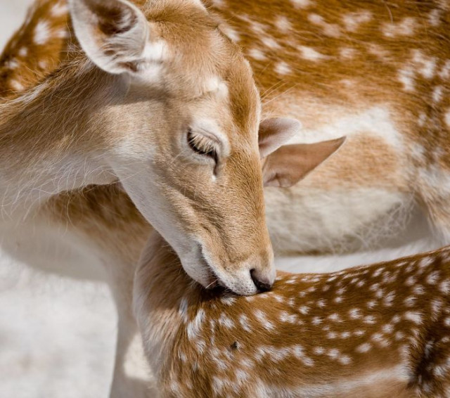 Фотография: От этих фото на душе становится теплей №2 - BigPicture.ru