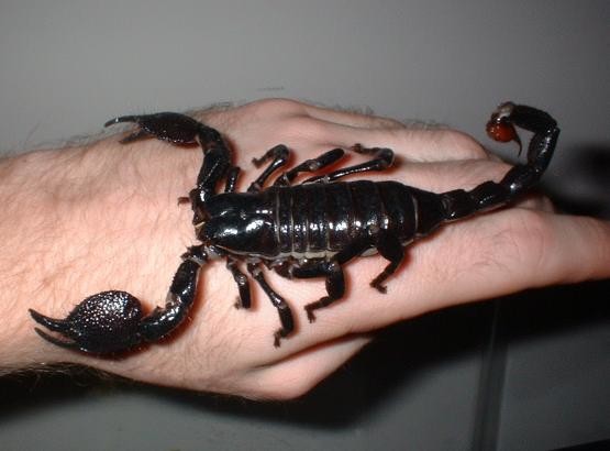 Самые интересные факты о скорпионах
