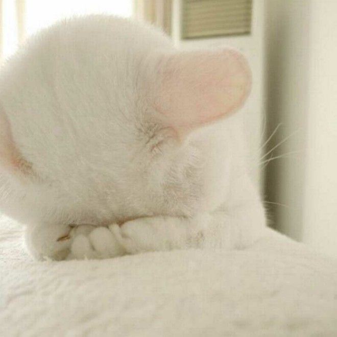 Котенок стесняется