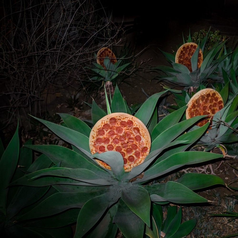 Загадка пиццы в дикой природе жизнь,загадки,курьезы,приколы