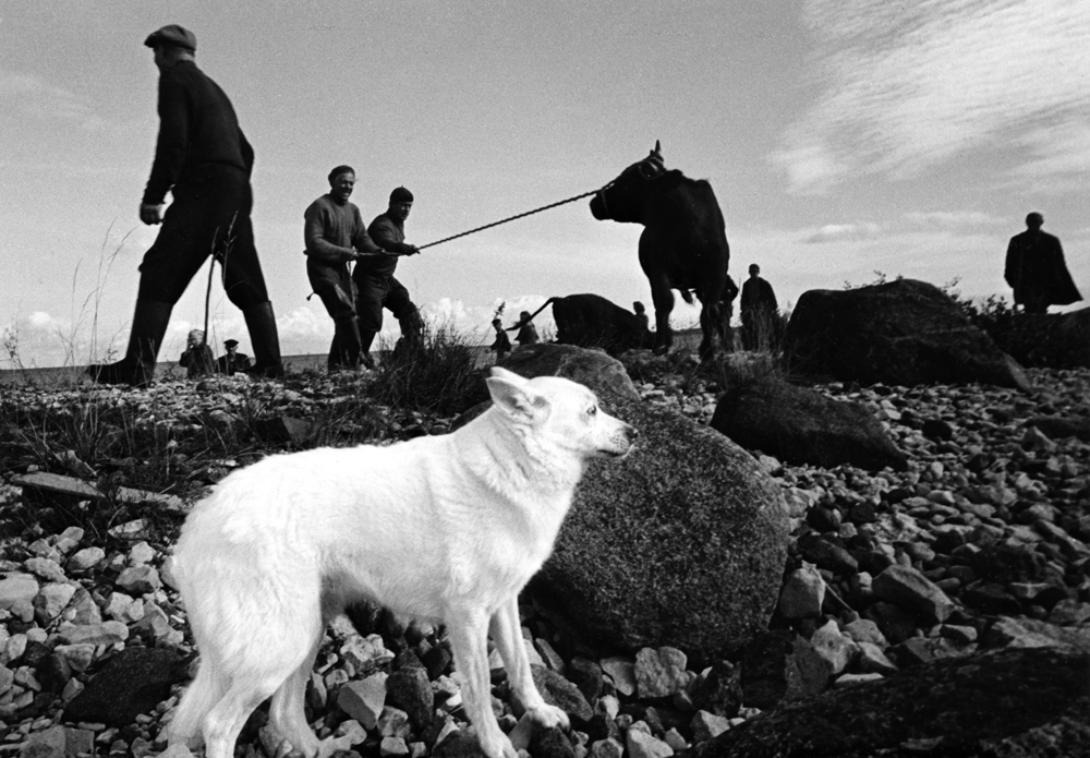 Запрещенные снимки культового литовского фотографа Витаса Луцкуса 