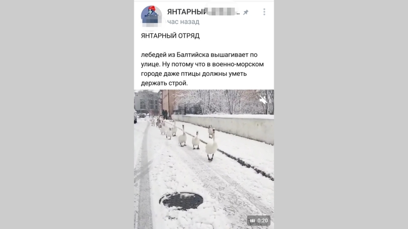  Калининградские лебеди поразили жителей умением ходить строевым шагом