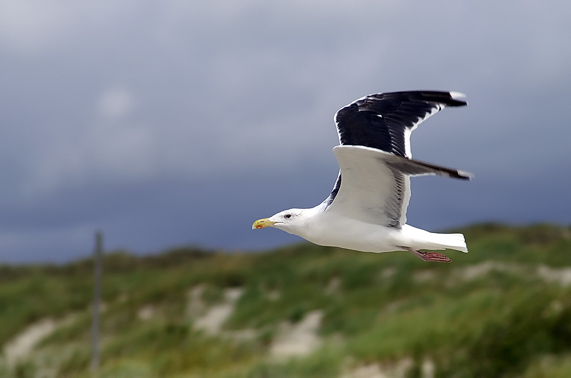 Чайка и альбатрос отличия фото