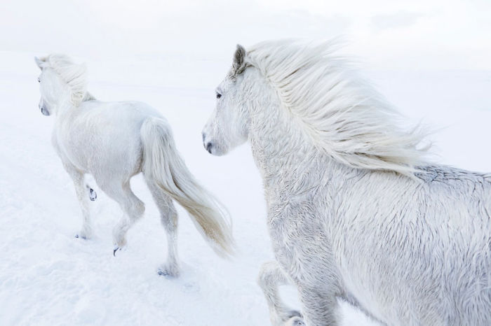 С помощью своего мастерства нью-йоркский фотограф сумел запечатлеть мистическую красоту исландских лошадей.