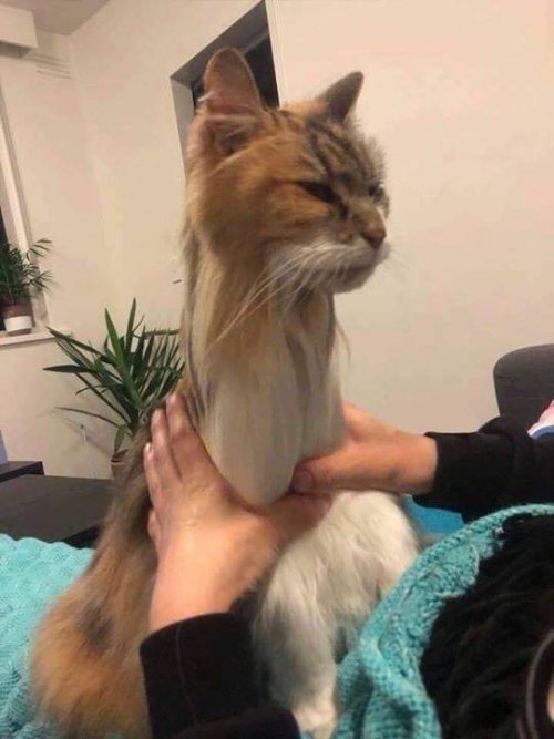 Пост прикольных картинок шутки, юморина