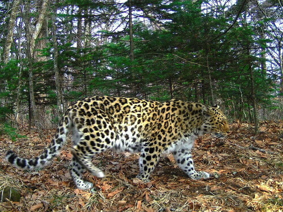 Досье на леопарда. Где живут самые редкие большие кошки планеты прозаповедник