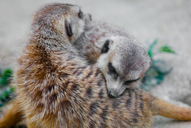 Фотография: От этих фото на душе становится теплей №4 - BigPicture.ru