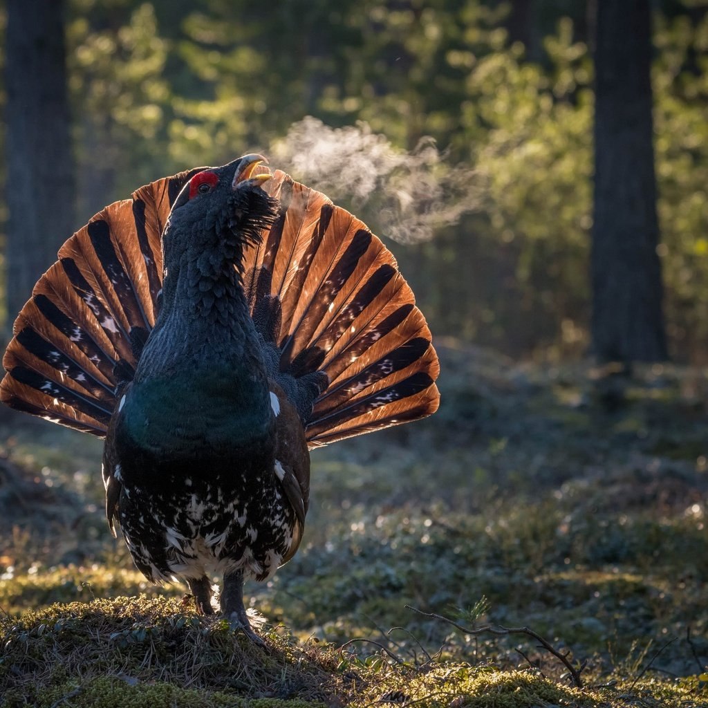 Свежие, прикольные и забавные фотографии из нашей жизни красивые фотографии,прикольные картинки,шикарные фотографии