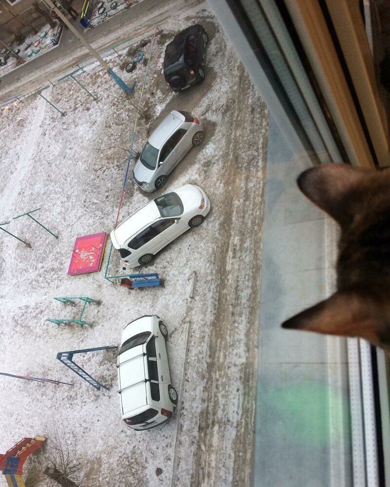 Вот хозяева двора, в голове у них дрова Вот хозяева двора, в голове у них дрова