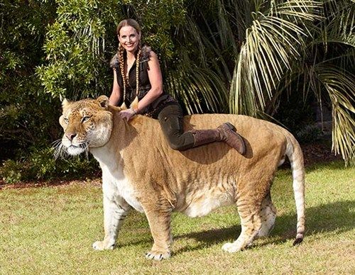 Самые большие львы в мире. Рекорды, максимальный вес, фото гигантов