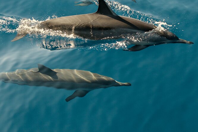 Тонкий расчет: оказалось, что дельфины заводят только «выгодных» друзей