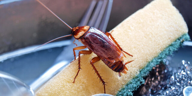 Как избавиться от тараканов тараканов, можно, после, будет, которые, через, места, возможно, могут, когда, чтобы, раствором, избавиться, также, таракан, поверхности, плинтусы, слову, местах, тараканы
