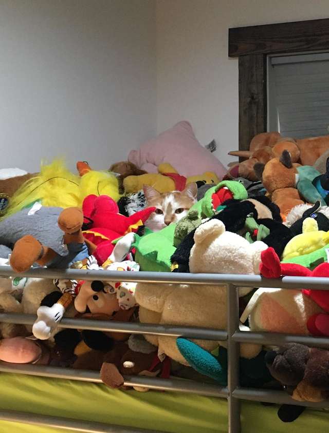 кот с игрушками