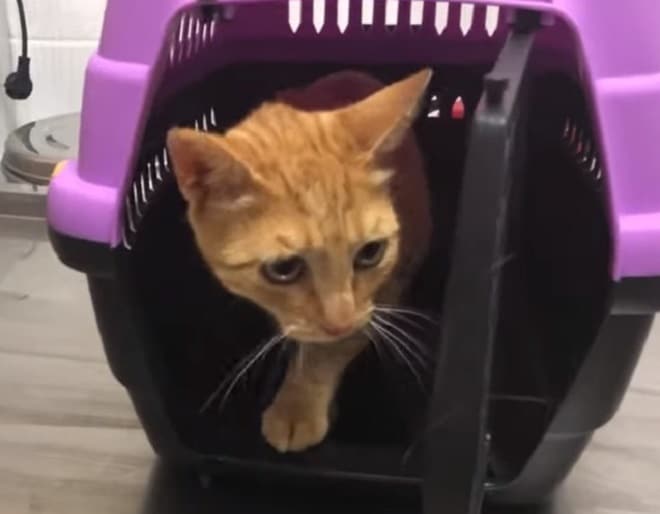 Кошка и клетка