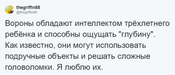 Мужчина четыре года кормил воронью семью, и те принесли ему таинственный дар