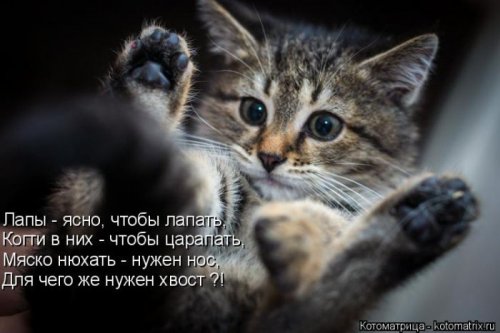Свежая котоматрица на Бугаге (37 фото)