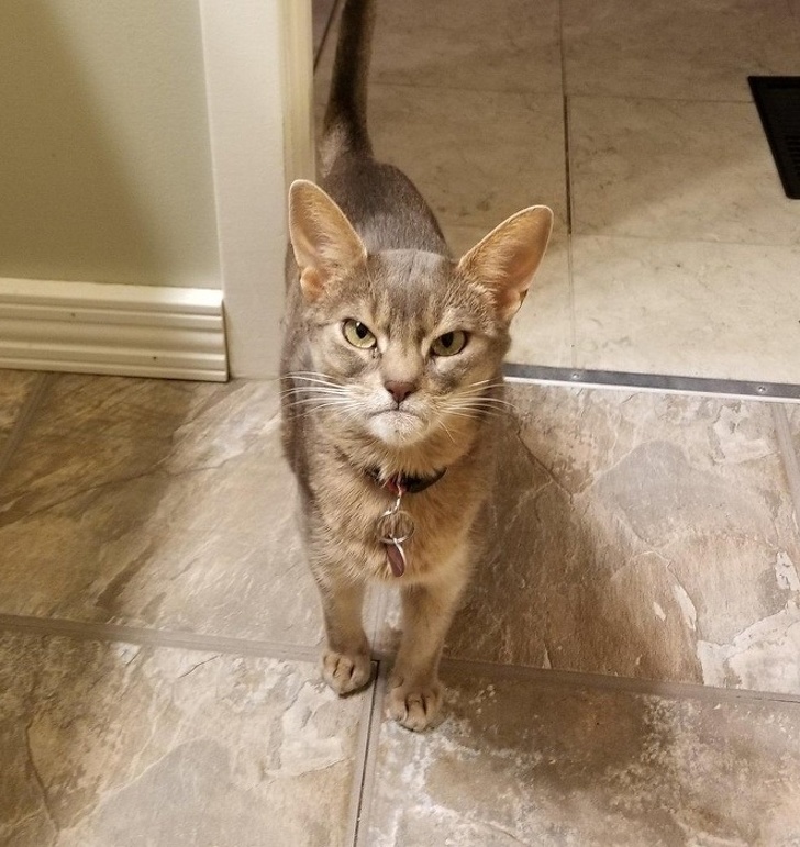 25 животных, которые пытались разозлиться, но заставили нас умилиться вместо этого 25 животных, которые пытались разозлиться, но заставили нас умилиться вместо этого